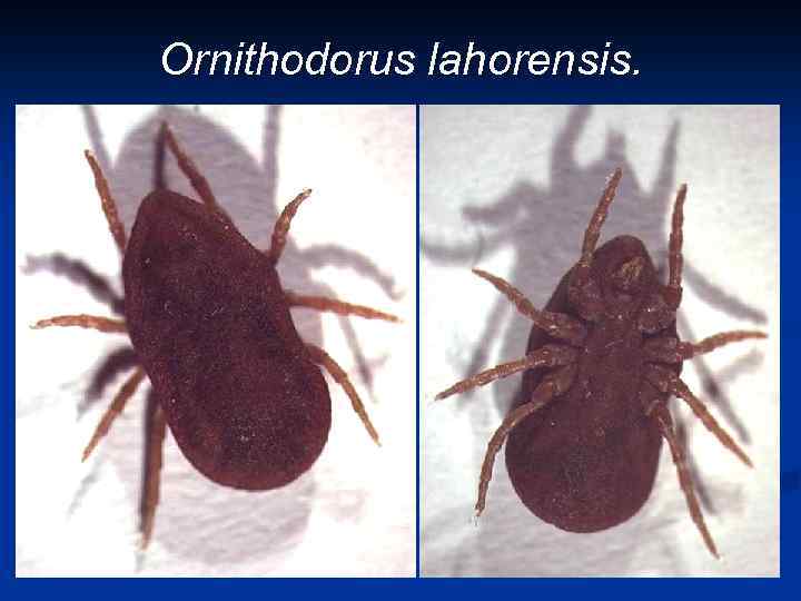 Ornithodorus lahorensis. 