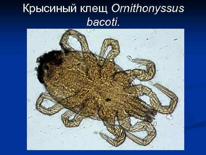 Крысиный клещ Ornithonyssus bacoti. 