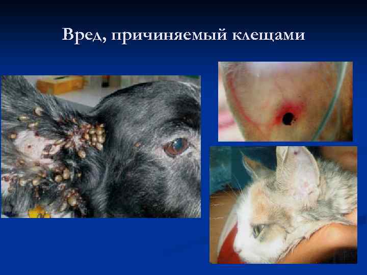 Вред, причиняемый клещами 