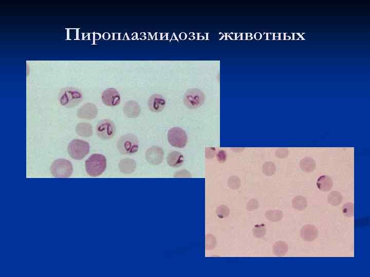 Пироплазмидозы животных 