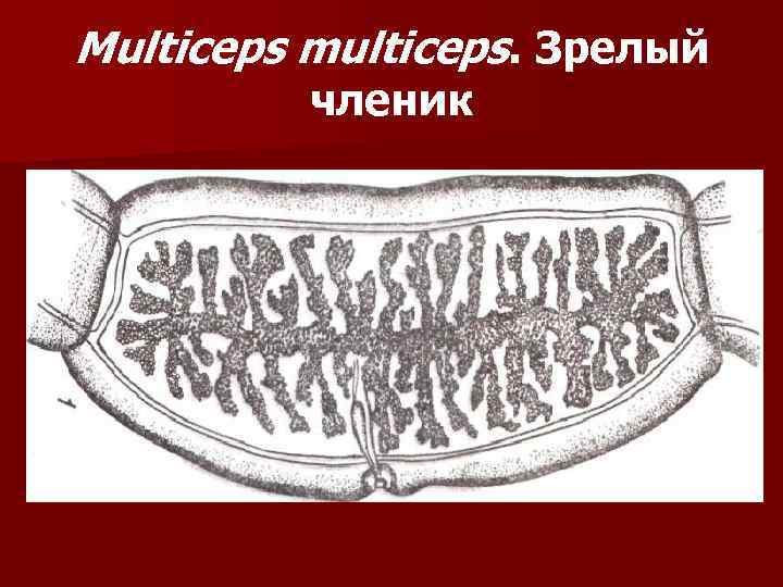 Multiceps multiceps. Зрелый членик 