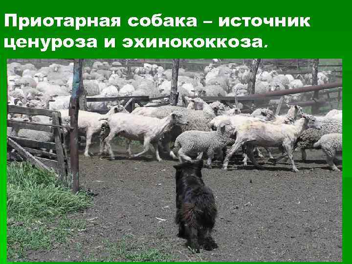 Приотарная собака – источник ценуроза и эхинококкоза. 