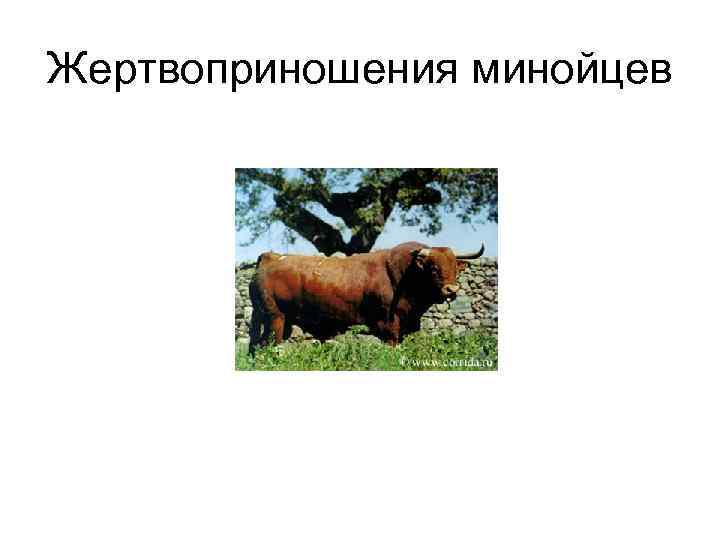 Жертвоприношения минойцев 