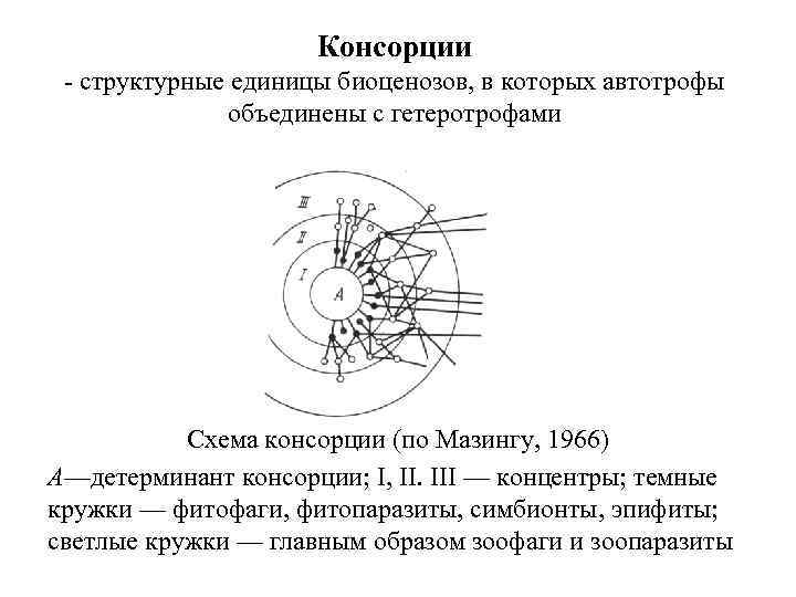 Схема консорции дуба черешчатого