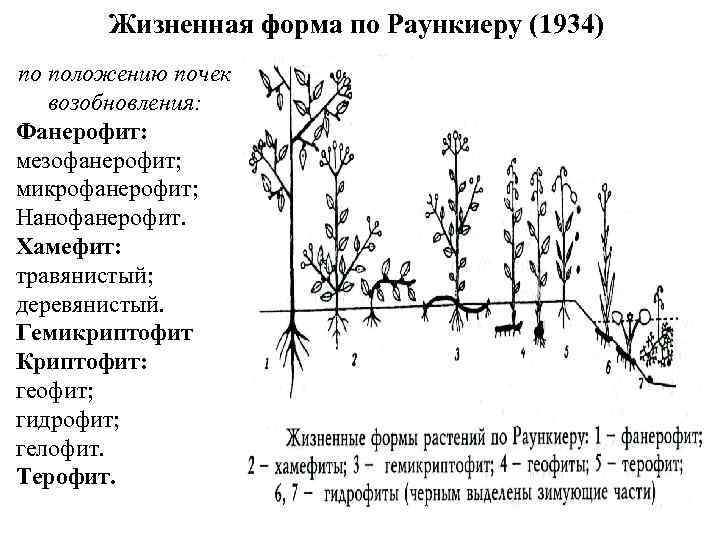 Жизненная форма по Раункиеру (1934) по положению почек возобновления: Фанерофит: мезофанерофит; микрофанерофит; Нанофанерофит. Хамефит: