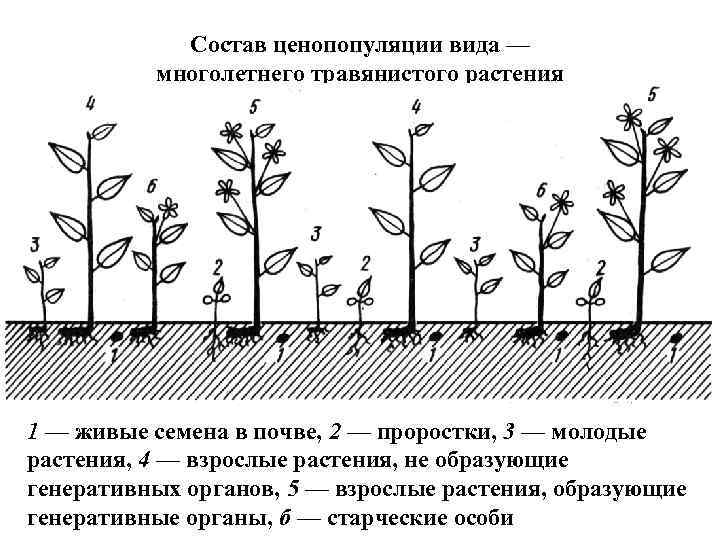 Состав ценопопуляции вида — многолетнего травянистого растения 1 — живые семена в почве, 2