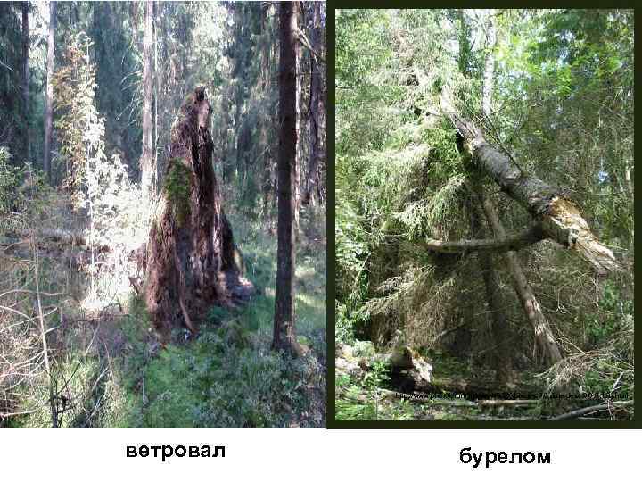 http: //www. photoforum. ru/user/18320/photos. 0. 0. date. desc. 0. 0. 0. 1. ru. html