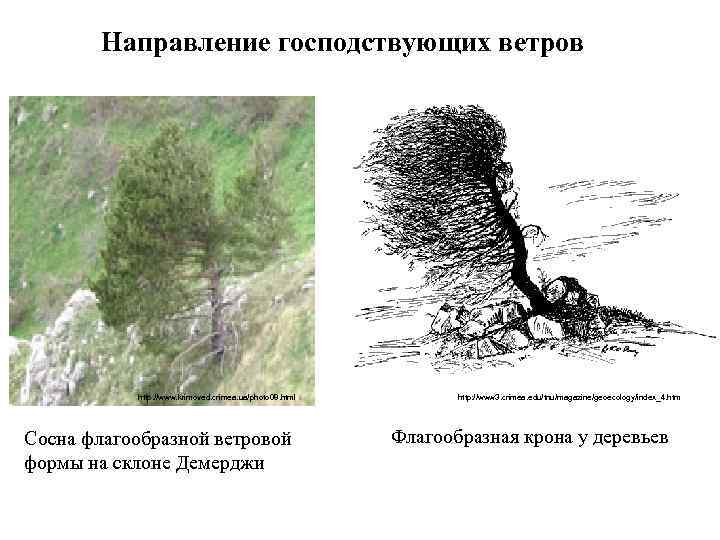 Направление господствующих ветров http: //www. krimoved. crimea. ua/photo 08. html Сосна флагообразной ветровой формы