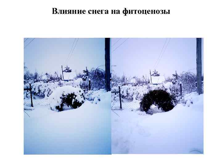Влияние снега на фитоценозы 
