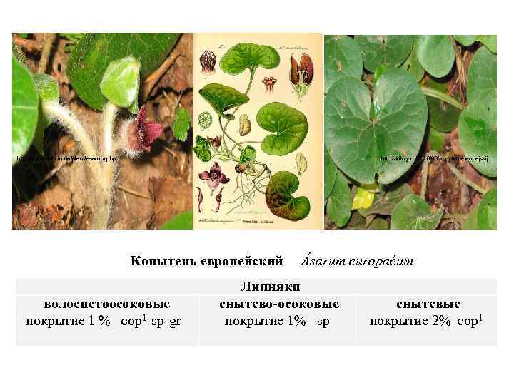 http: //ogorodnik. in. ua/plant/asarum. php http: //trifoly. ru/2010/06/kopyten-evropejskij Копытень европейский Ásarum europaéum волосистоосоковые покрытие