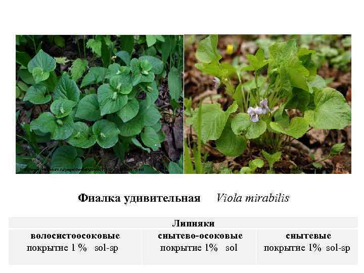 http: //trifoly. ru/blue/str_w_3/stranisi/7. html http: //www. plantarium. ru/page/dwellers/district/1 -11 -31 -10/part/7. html Фиалка удивительная