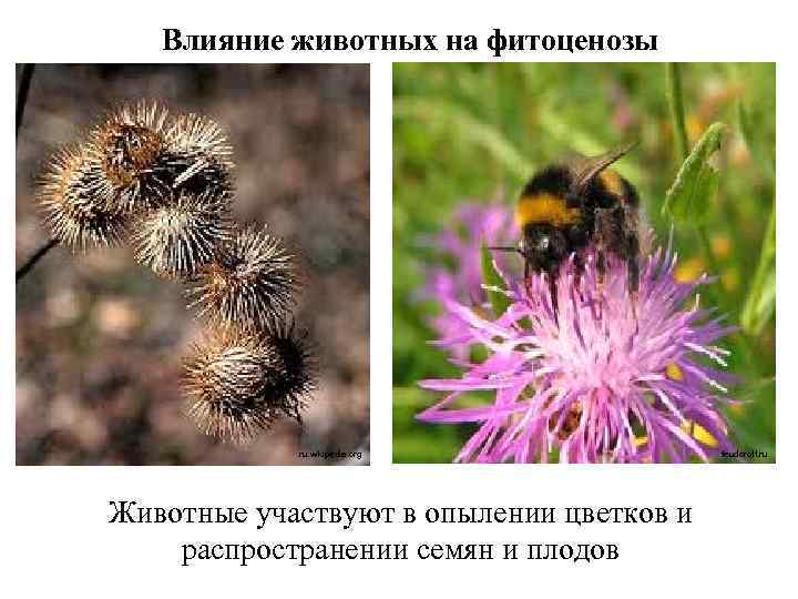 Влияние животных на фитоценозы ru. wikipedia. org Животные участвуют в опылении цветков и распространении