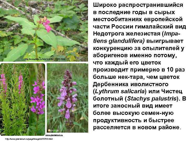 http: //www. odla. nu/fs/article/file_13085. html www. plantarium. ru http: //www. plantarium. ru/page/image/id/30700. html Широко