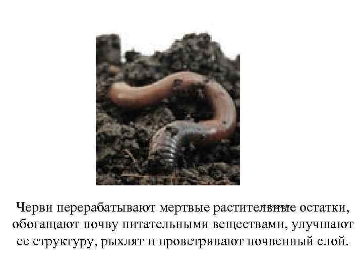 Черви перерабатывают мертвые растительные остатки, обогащают почву питательными веществами, улучшают ее структуру, рыхлят и