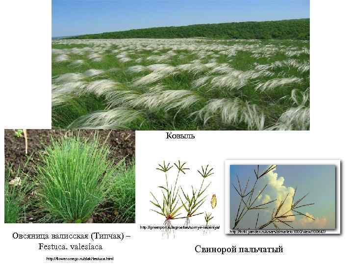 Ковыль http: //greenport. ru/agroatlas/sornye-rasteniya/ Oвсяница валисская (Типчак) – Festuca. valesiaca http: //flower. onego. ru/zlak/festuca.