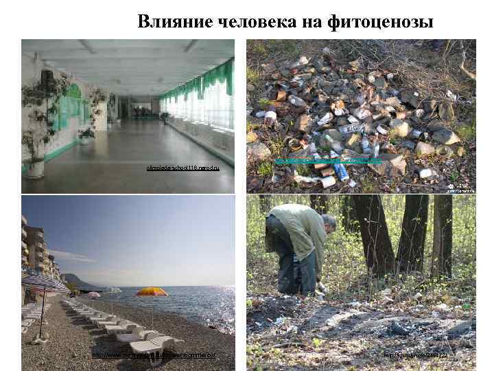 Влияние человека на фитоценозы http: //sevprostor. livejournal. com/23979. html olimpiada-school 116. narod. ru http: