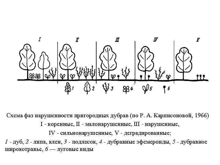  Схема фаз нарушенности пригородных дубрав (по Р. А. Карписоновой, 1966) I - коренные,