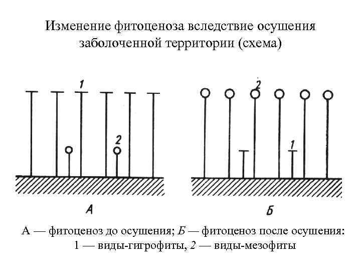 Заполните схему фитоценоз