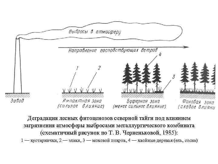 Деградация растительных сообществ. Фитоценоз. Динамика лесных фитоценозов. Фитоценоз леса.
