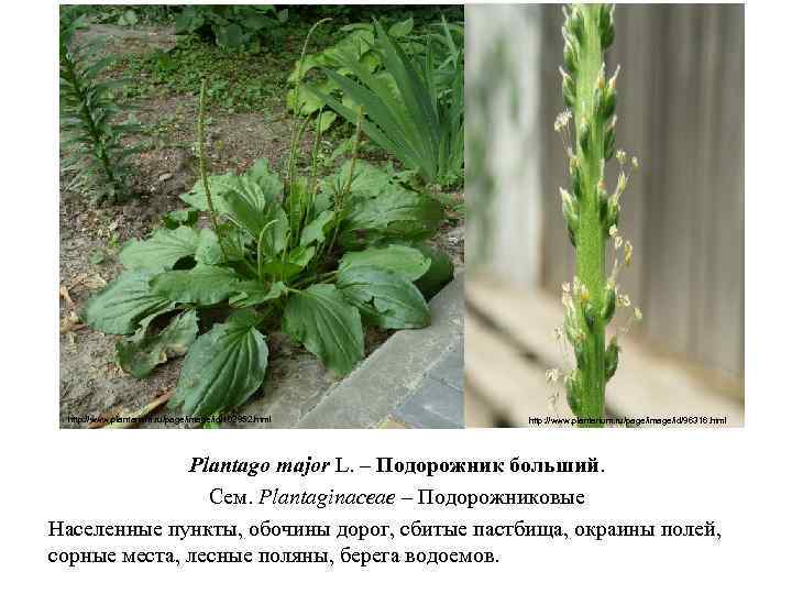 http: //www. plantarium. ru/page/image/id/102952. html http: //www. plantarium. ru/page/image/id/96316. html Plantago major L. –