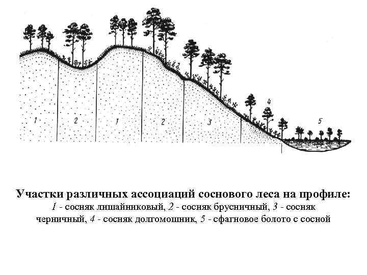 Заполните схему фитоценоз