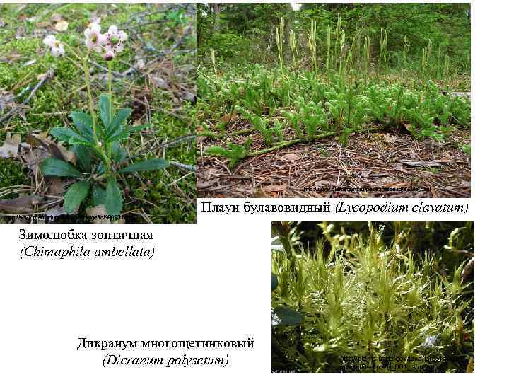 http: //www. plantarium. ru/page/image/id/33246. html http: //www. plantarium. ru/page/image/id/98093. html Плаун булавовидный (Lycopodium clavatum)