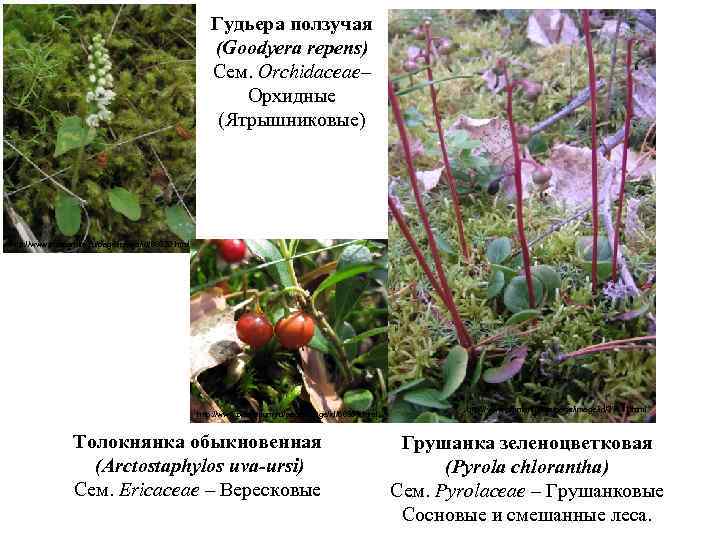 Гудьера ползучая (Goodyera repens) Сем. Orchidaceae– Орхидные (Ятрышниковые) http: //www. plantarium. ru/page/image/id/66020. html http: