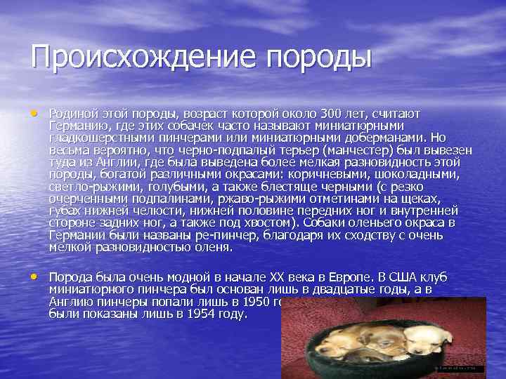 Происхождение породы • Родиной этой породы, возраст которой около 300 лет, считают Германию, где