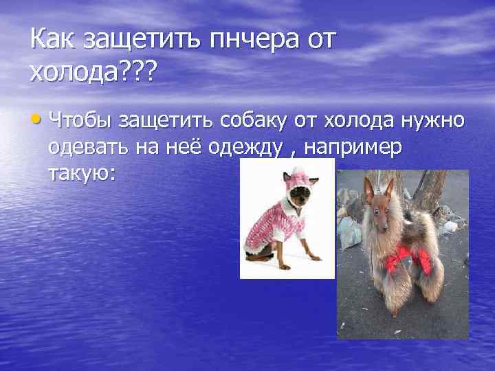 Как защетить пнчера от холода? ? ? • Чтобы защетить собаку от холода нужно