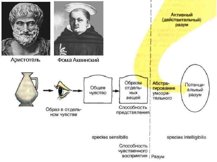Аристотель Фома Аквинский 