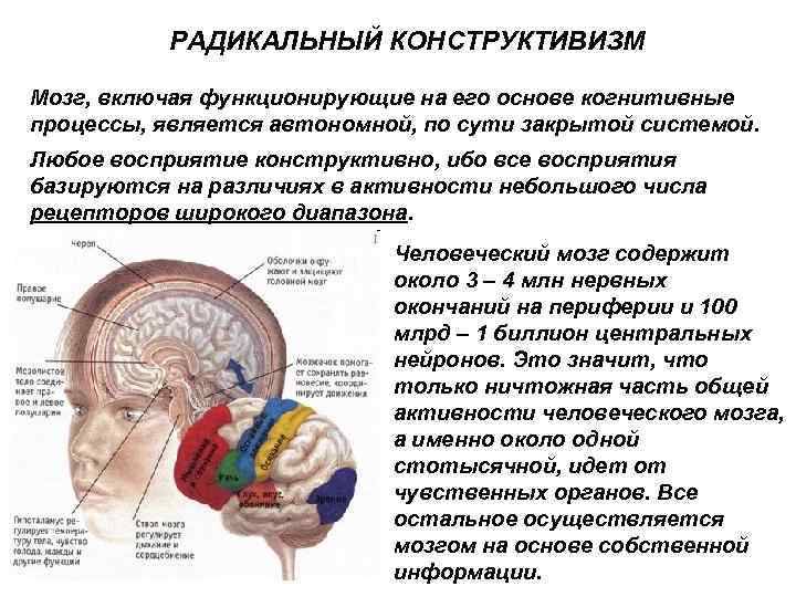 РАДИКАЛЬНЫЙ КОНСТРУКТИВИЗМ Мозг, включая функционирующие на его основе когнитивные процессы, является автономной, по сути