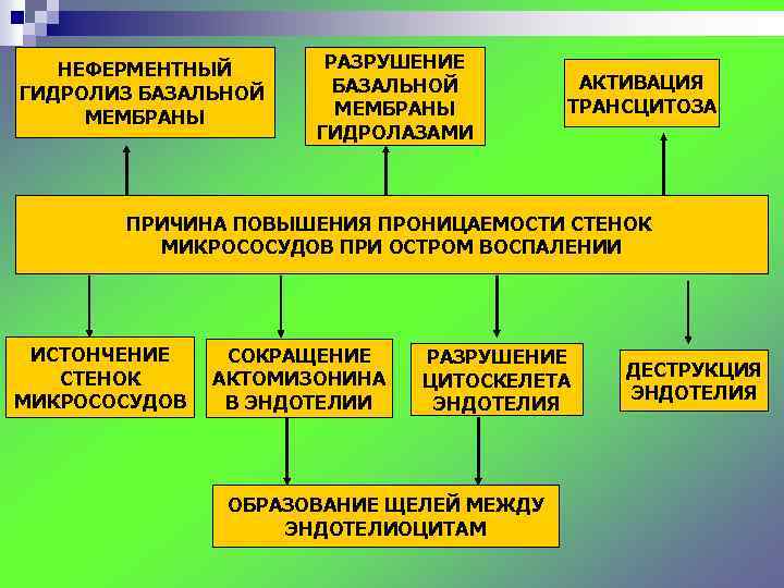 НЕФЕРМЕНТНЫЙ ГИДРОЛИЗ БАЗАЛЬНОЙ МЕМБРАНЫ РАЗРУШЕНИЕ БАЗАЛЬНОЙ МЕМБРАНЫ ГИДРОЛАЗАМИ АКТИВАЦИЯ ТРАНСЦИТОЗА ПРИЧИНА ПОВЫШЕНИЯ ПРОНИЦАЕМОСТИ СТЕНОК