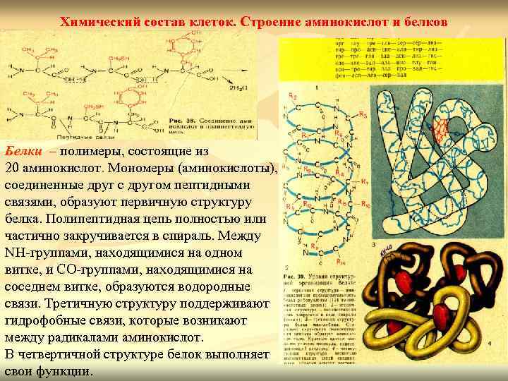 Белок входит в состав клетки