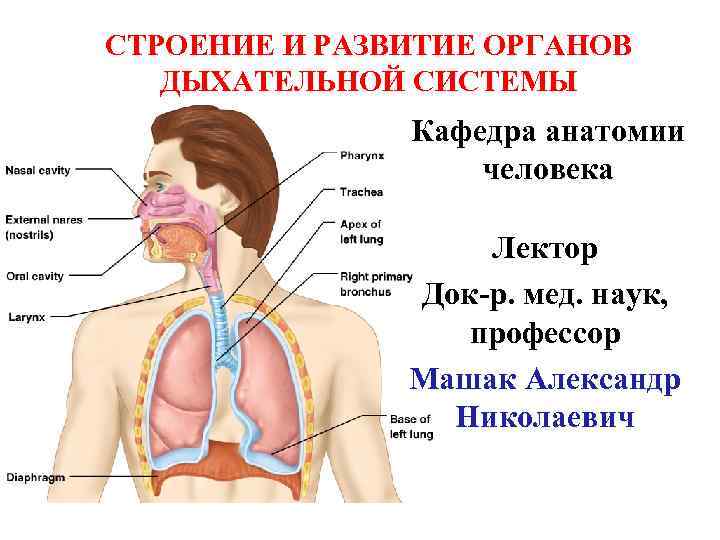 СТРОЕНИЕ И РАЗВИТИЕ ОРГАНОВ ДЫХАТЕЛЬНОЙ СИСТЕМЫ Кафедра анатомии человека Лектор Док-р. мед. наук, профессор