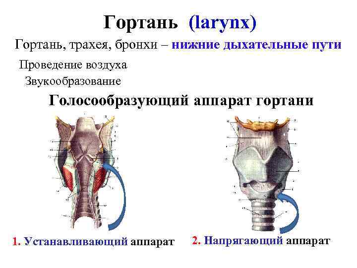 Гортань (larynx) Гортань, трахея, бронхи – нижние дыхательные пути Проведение воздуха Звукообразование Голосообразующий аппарат