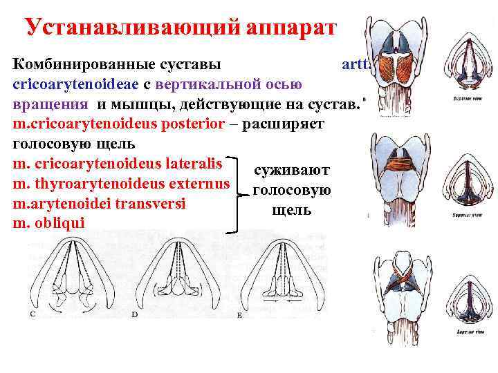 Устанавливающий аппарат Комбинированные суставы artt. cricoarytenoideae с вертикальной осью вращения и мышцы, действующие на