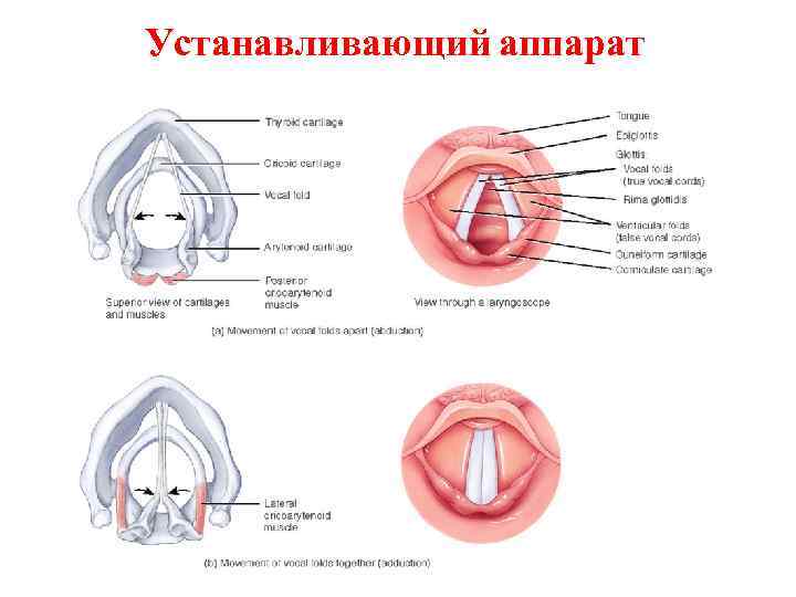 Устанавливающий аппарат 
