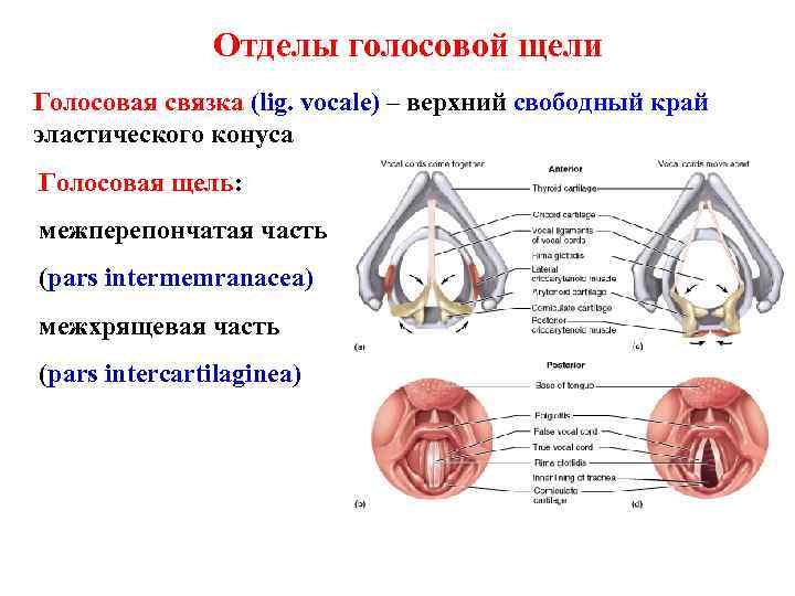 Отделы голосовой щели Голосовая связка (lig. vocale) – верхний свободный край эластического конуса Голосовая