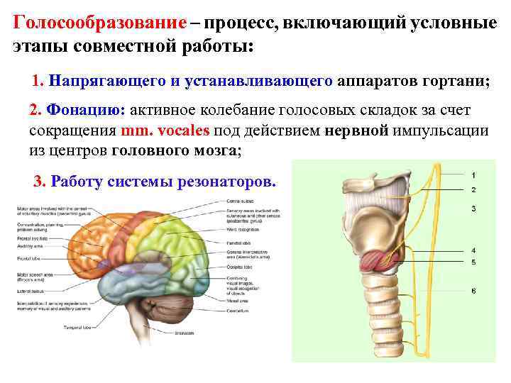 В голосообразовании участвует. Процесс голосообразования анатомия. Механизм голосообразования кратко анатомия. Процесс голосообразования схема. Голосообразование дыхательной системы.