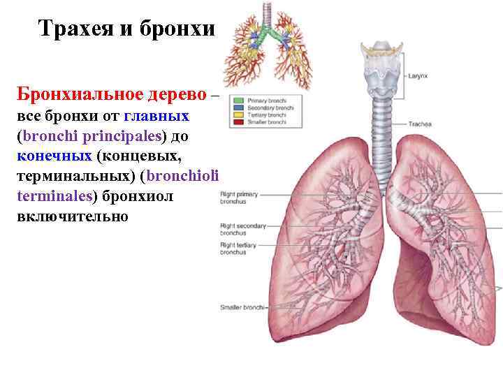 Трахея и бронхи Бронхиальное дерево – все бронхи от главных (bronchi principales) до конечных