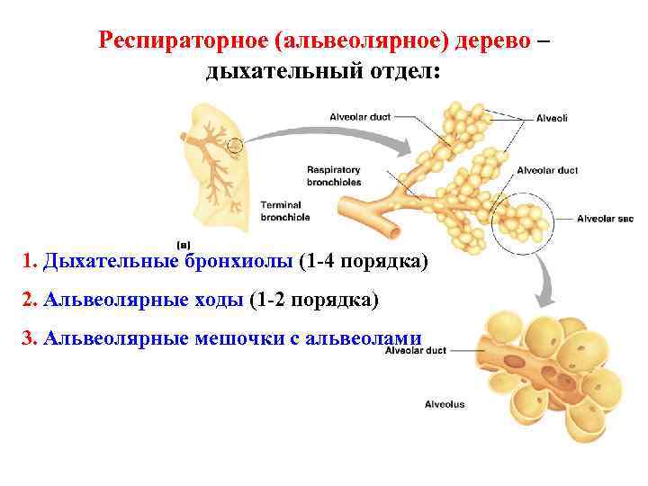 Респираторное (альвеолярное) дерево – дыхательный отдел: 1. Дыхательные бронхиолы (1 -4 порядка) 2. Альвеолярные