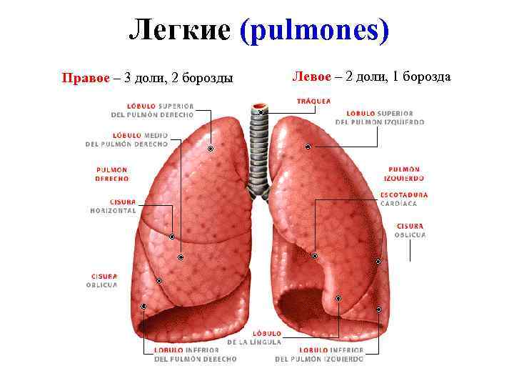 Легкие (pulmones) Правое – 3 доли, 2 борозды Левое – 2 доли, 1 борозда