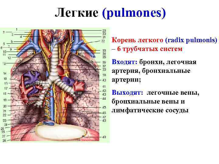 Вены легких. Корень легкого- Radix pulmonis. Артерия бронх Вена. Кровоснабжение бронхов и легких. Легочные вены анатомия.