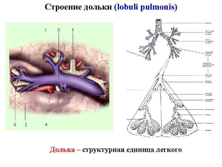 Структурная единица легкого