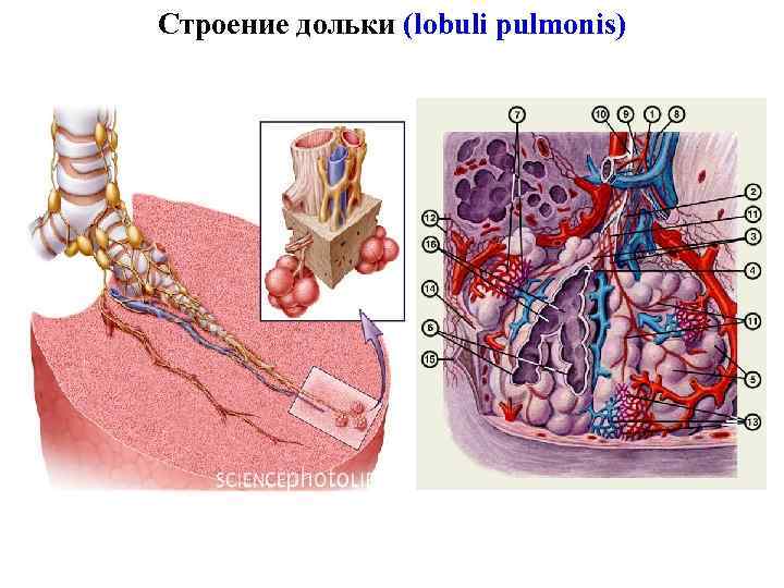 Строение дольки (lobuli pulmonis) 