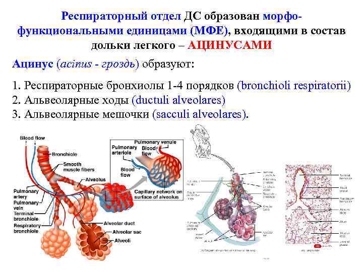 Выберите 3 верно обозначенные подписи к рисунку на котором изображена система органов дыхания