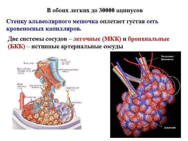 В обоих легких до 30000 ацинусов Стенку альвеолярного мешочка оплетает густая сеть кровеносных капилляров.