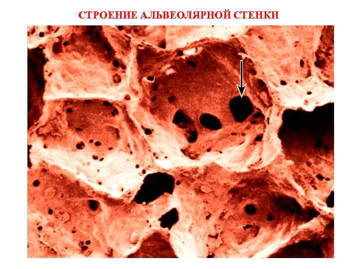 СТРОЕНИЕ АЛЬВЕОЛЯРНОЙ СТЕНКИ 