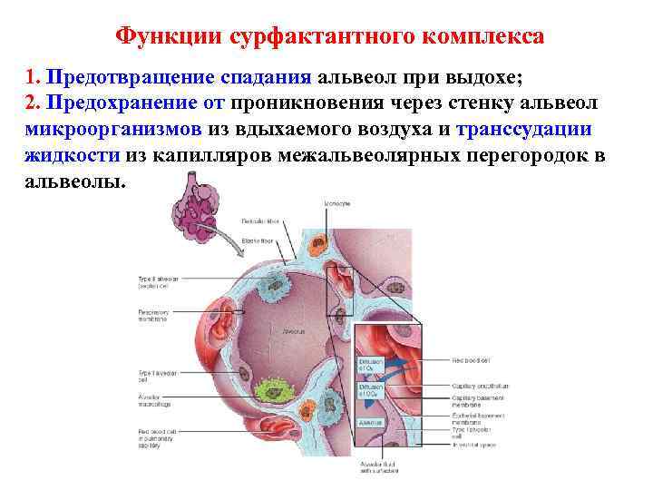Функции сурфактантного комплекса 1. Предотвращение спадания альвеол при выдохе; 2. Предохранение от проникновения через
