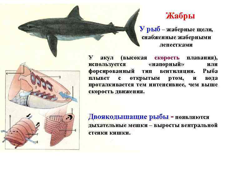 Рассмотрите рисунок на котором изображена акула в чем особенность